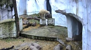 Eisbär-Baby erkundet Außenanlage