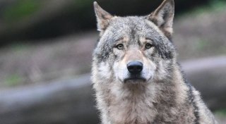 „Im Einzelfall Abschuss“: NRW reagiert auf Rückkehr der Wölfe