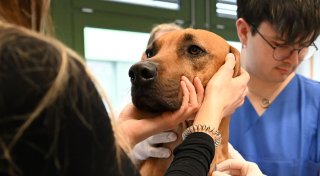 Blutspenden können Leben retten - auch bei Hunden