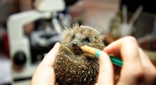 Wildtier gefunden - was nun? So helfen Sie verletzten Wildtieren in OWL