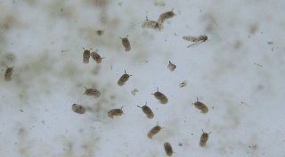 Oropouche-Virus weiter verbreitet als gedacht
