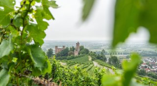 Vulkan, Schiefer, Ton: Lutscht die Rebe wirklich am Gestein?