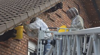 Kammerjäger-Abzocke: Seniorin aus Höxter zahlt fast 400 Euro für mangelhafte Arbeit