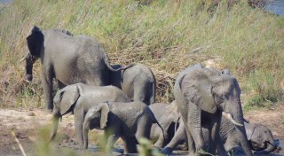 Elefant trampelt Tourist im Krüger-Nationalpark tot