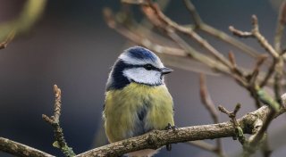 Bevölkerung soll für den Naturschutz Vögel zählen