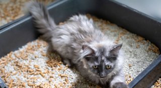 Wie man Kitten beibringt, aufs Klo zu gehen