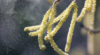 Welche Pollen fliegen? Auch DWD-App liefert nun Antworten