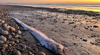 Von wegen Weltuntergang - Forschende begeistert über Fische