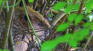Renaturierung der Lippe bei Bad Lippspringe löst mehrere Probleme