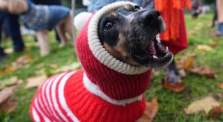 Vier Pfoten im Weihnachtspulli - Hundeparade in London