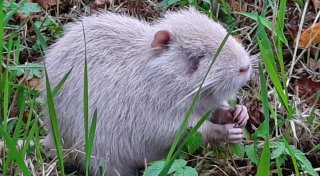 Seltene weiße Nutria an der Else in Bünde gesichtet