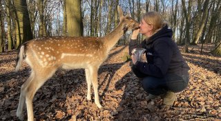 Nach Streit: Beliebtes Jungkalb spurlos aus dem Bad Oeynhausener Gehege verschwunden