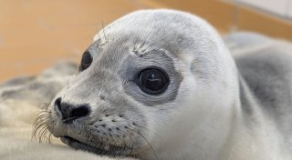 Seehundstation hat erste Heuler des Jahres aufgenommen