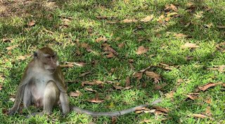 Affen in Plastiknetzen - Mutmaßliche Schmuggler gestoppt