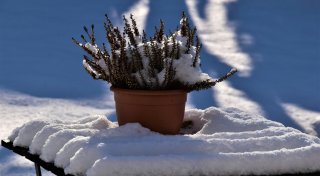 So wird der Garten winterfest: Tipps für die kalte Jahreszeit