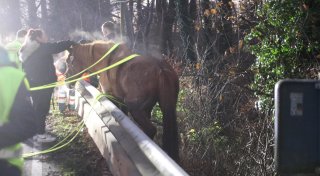 Pferd bei Unfall in Löhne gestorben - ein unbeteiligtes Pferd schwer verletzt