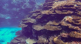 Riff am Limit: Great Barrier Reef verliert massiv Korallen