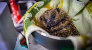 Igel sterben wegen Rattengift: Herforder Tierfreunde haben wichtigen Appell