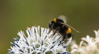Fast 100 Wildbienenarten in Europa zusätzlich bedroht