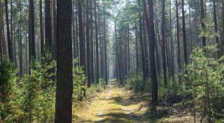 «Nicht im Wald rauchen» - Gefahr von Waldbränden ist hoch