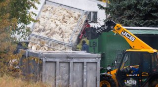 Vogelgrippe breitet sich aus - Stallpflicht greift