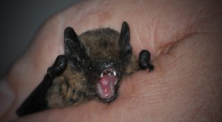 Bielefelder Feuerwehr rettet 20 Fledermaus-Babys aus Kundenzentrum der Stadtwerke