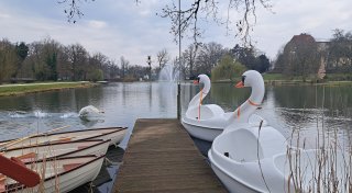 Schwan verletzt: Bad Salzuflen stellt Bootsverleih auf Kurparksee vorerst ein