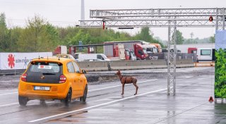 Studie zu Wildunfällen: Ausweichen macht es schlimmer