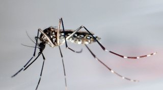 Impfempfehlung: Was Reisende über Chikungunya wissen müssen