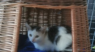 Auto auf, Katzenbabys raus: Tierschützer im Kreis Gütersloh sind sprachlos