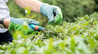 Wuchernde Hecke: Was beim Schneiden jetzt erlaubt ist