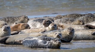 Mann scheucht für besondere Fotos 20 Seehunde auf