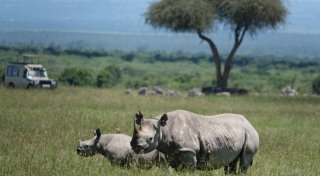 Weniger Nashörner gewildert - aber ihre Zahl sinkt trotzdem