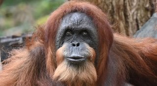 Wohl ältester Orang-Utan der Welt - Ziehsohn hält Bella fit