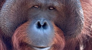 Orang-Utans schützen - vom Frühstück bis zur Fernreise