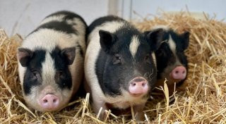 Lübbecker Tierschützer fangen Mini-Schweine ein: Diese erwarten jetzt Nachwuchs