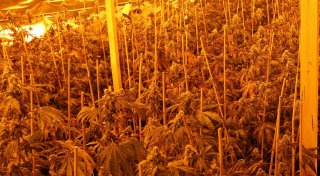 Polizei hebt professionelle Drogenplantage in Bad Oeynhausen aus