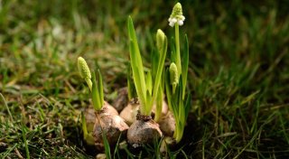 Blumenzwiebeln: Warum Düngen jetzt wichtig ist