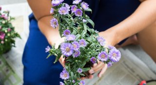 Pflanzen im Frühherbst: Stauden vermehren leicht gemacht