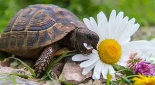 Schildkröte füttern - Diese 5 Fehler sollte man vermeiden