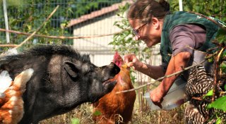 Minischwein als Haustier im Kreis Gütersloh: Süßes Tierbaby wird Problemfall