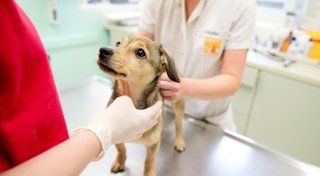 Hormonchip für Rüden: Applikation unproblematisch