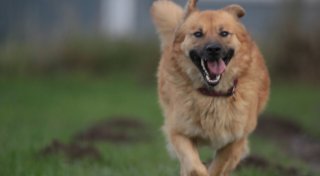 Tierheime in OWL im Überblick: Hier suchen Tiere ein neues Zuhause