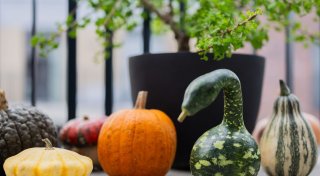 Kürbis-Boom: Pumpkin ist populär