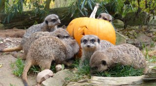 Im Tierpark bei Warburg haben Erdmännchen Kürbismonster zum Fressen gern