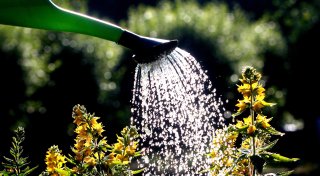 Trockenes Frühjahr und Sommer: So schützen Sie Ihren Garten gegen die Hitze
