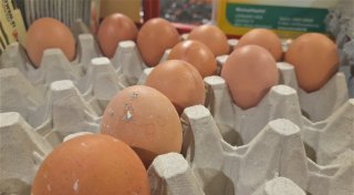 Droht zu Ostern ein Eier-Engpass? - Wie regionale Höfe im Kreis Höxter die Lage einordnen