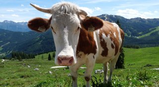 Weidemilch: So lange müssen die Kühe wirklich auf die Weide