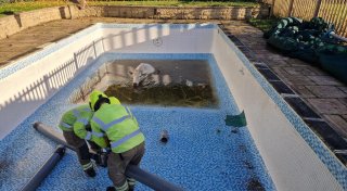«Wellness-Tag»: Feuerwehr rettet trächtige Kuh aus Pool