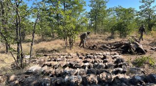 Geier-Vergiftungsfall im südlichen Afrika: 123 Tiere getötet